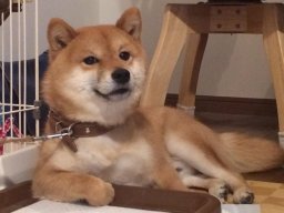thichanbo